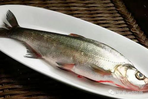 鱼闪闪吃瓜视频,揭秘娱乐圈幕后故事