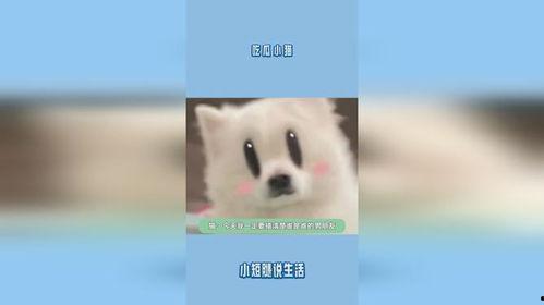 给小猫吃瓜视频大全集