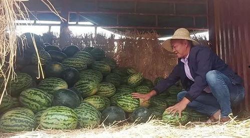 春城大观吃瓜事件视频