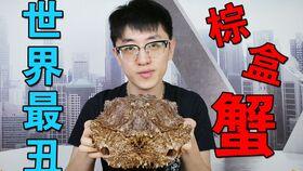 夏庄吃瓜事件视频播放下载,视频播放下载背后的热议与真相