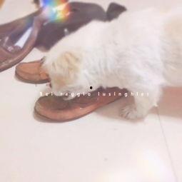 跟狗一起吃瓜的视频,欢乐吃瓜瞬间