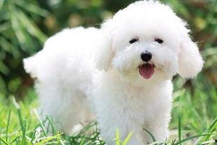 比熊可以吃黄皮瓜吗视频