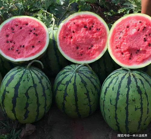 硒砂瓜转基因可以吃吗视频,安全可食用,营养更丰富