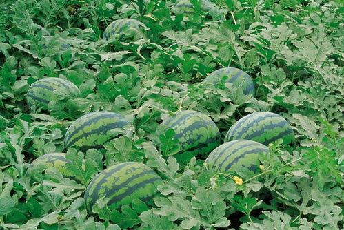 万人小区吃瓜视频,揭秘邻里纷争背后的真相